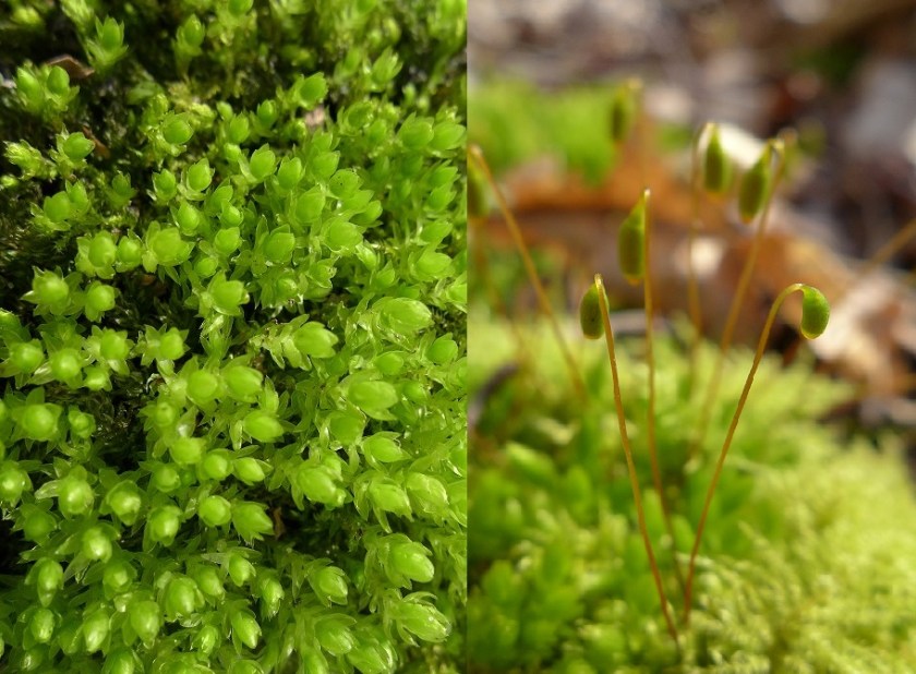 Bryum sp