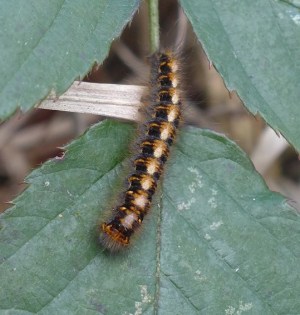 caterpillar