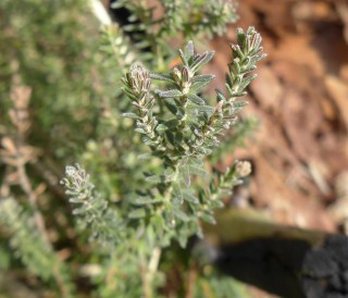 Erica tetralix