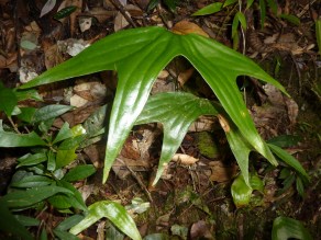 Cheiropleuria bicuspis