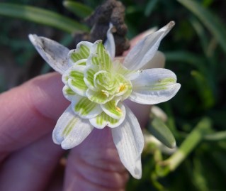 galanthus nivalis 'flore pleno'
