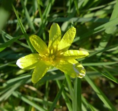 lesser celandine