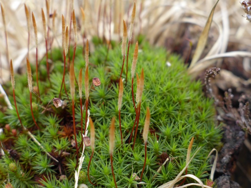 Immature sporophytes of Polytrichum commune