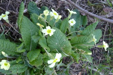 Primula vulgaris
