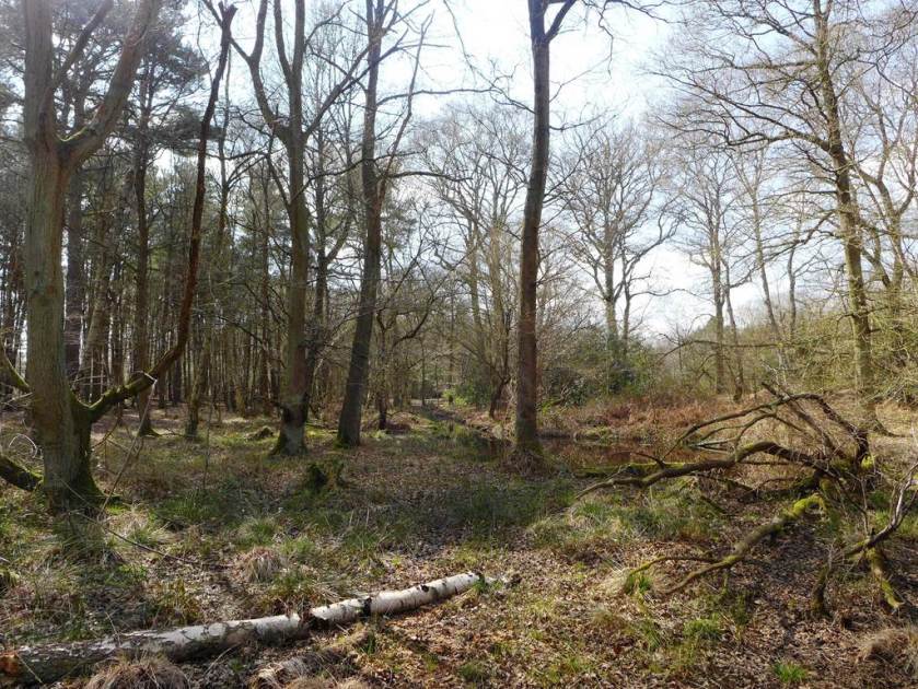 Woodland at Whitmoor Common