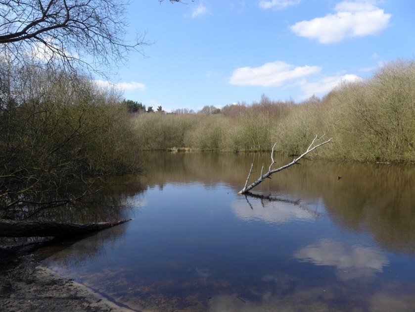Pond at Whitmoor Common