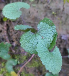 alliaria petiolata
