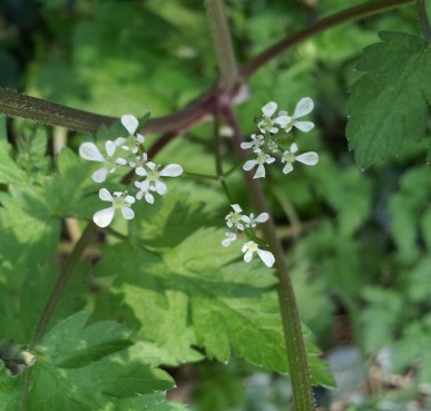 Anthriscus sylvestris