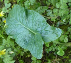 Arum maculatum (Lords and Ladies)