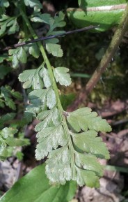 Asplenium adiantum-nigrum