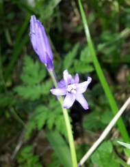 Hyacinthoides non-scripta (Bluebell)