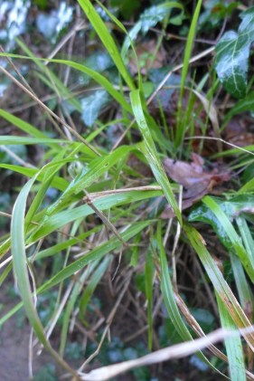 Brachypodium sylvaticum