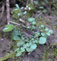 Cardamine hirsuta (Hairy Bittercress)