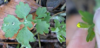 Chelidonium  (Greater Celandine)