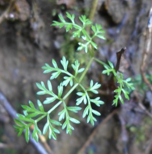 Conopodium majus