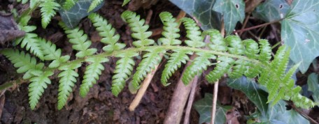Dryopteris