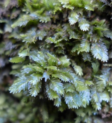 Fissidens taxifolius