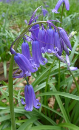 flowers of bluebell