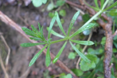 Galium aparine