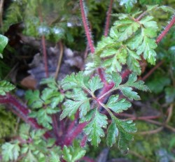 Geranium robertianum