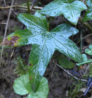 Hedera helix