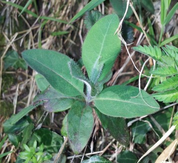 Lonicera periclymenum