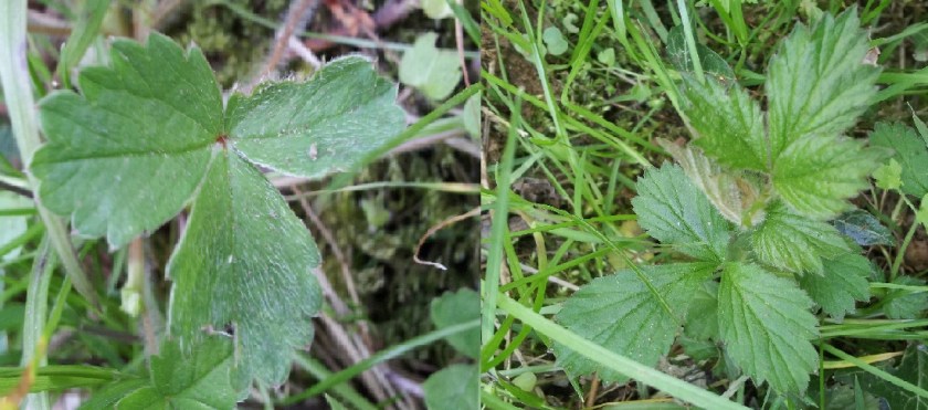 Potentilla and Geum