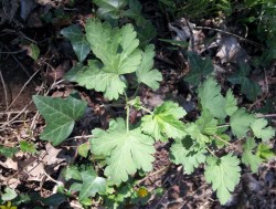 Ribes uva-crispa (Gooseberry)