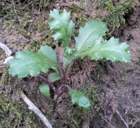 Senecio vulgaris (Groundsel)