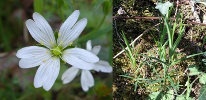 Stellaria holostea