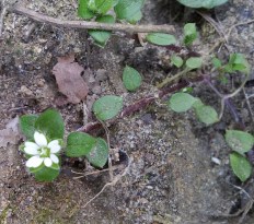 Stellaria media
