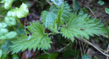 Urtica urens (Small Nettle)