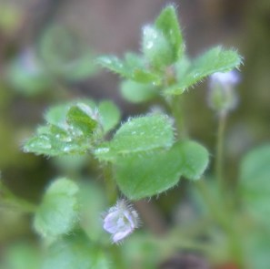 Veronica hederifolia
