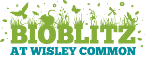 bioblitz-wisley