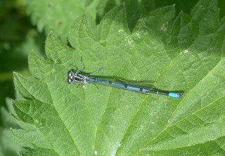 blue damselfly