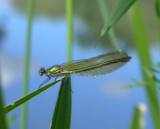 damselfly