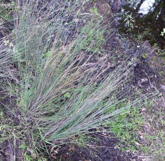 juncus inflexus (2)