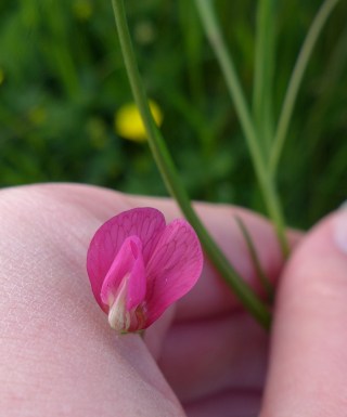 Lathyrus nissolia