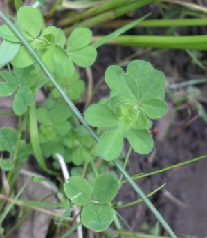 Lotus corniculatus & Trifolium