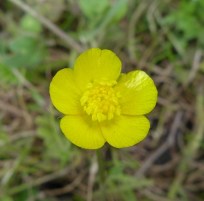 Ranunculus repens crop.JPG