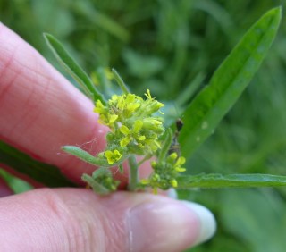 Sisymbrium officinale