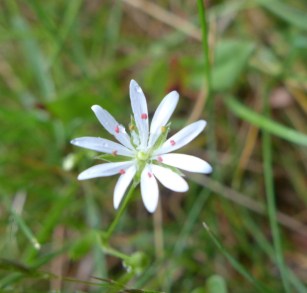 stellaria