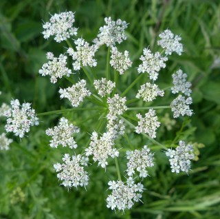 umbellifer