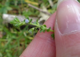 veronica serpyllifolia