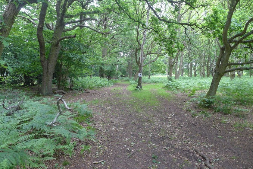 woodland at Wisley Common