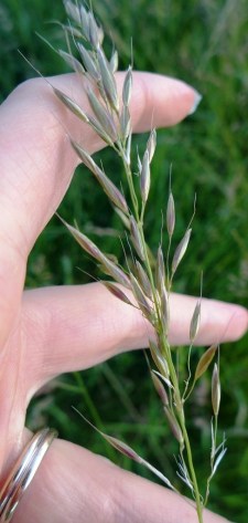 Arrhenatherum elatius