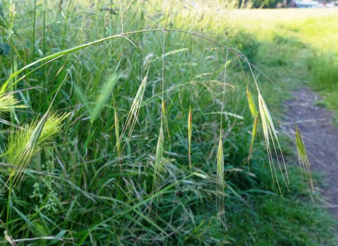 Bromus sterilis