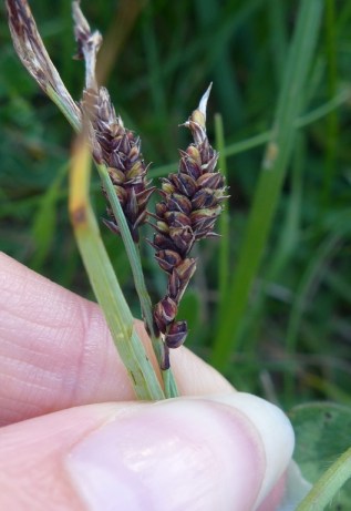 Carex flacca (Copier)