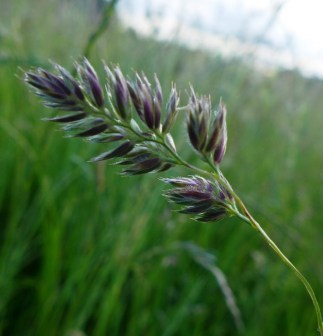 Dactylis glomerata