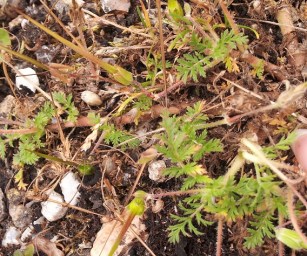 erodium